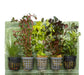 5er Topf Wasserpflanzen , Aquarium Pflanzen Set - Water - Plants