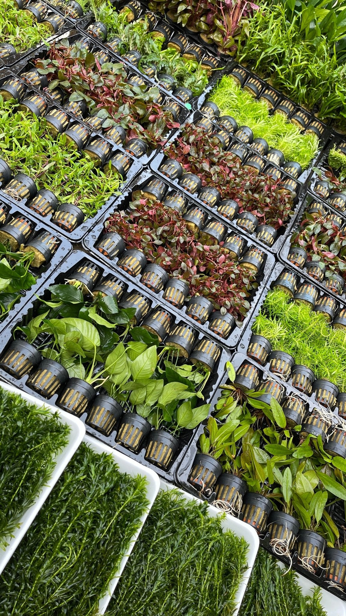 5er Topf Wasserpflanzen , Aquarium Pflanzen Set - Water - Plants