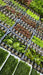 5er Topf Wasserpflanzen , Aquarium Pflanzen Set - Water - Plants