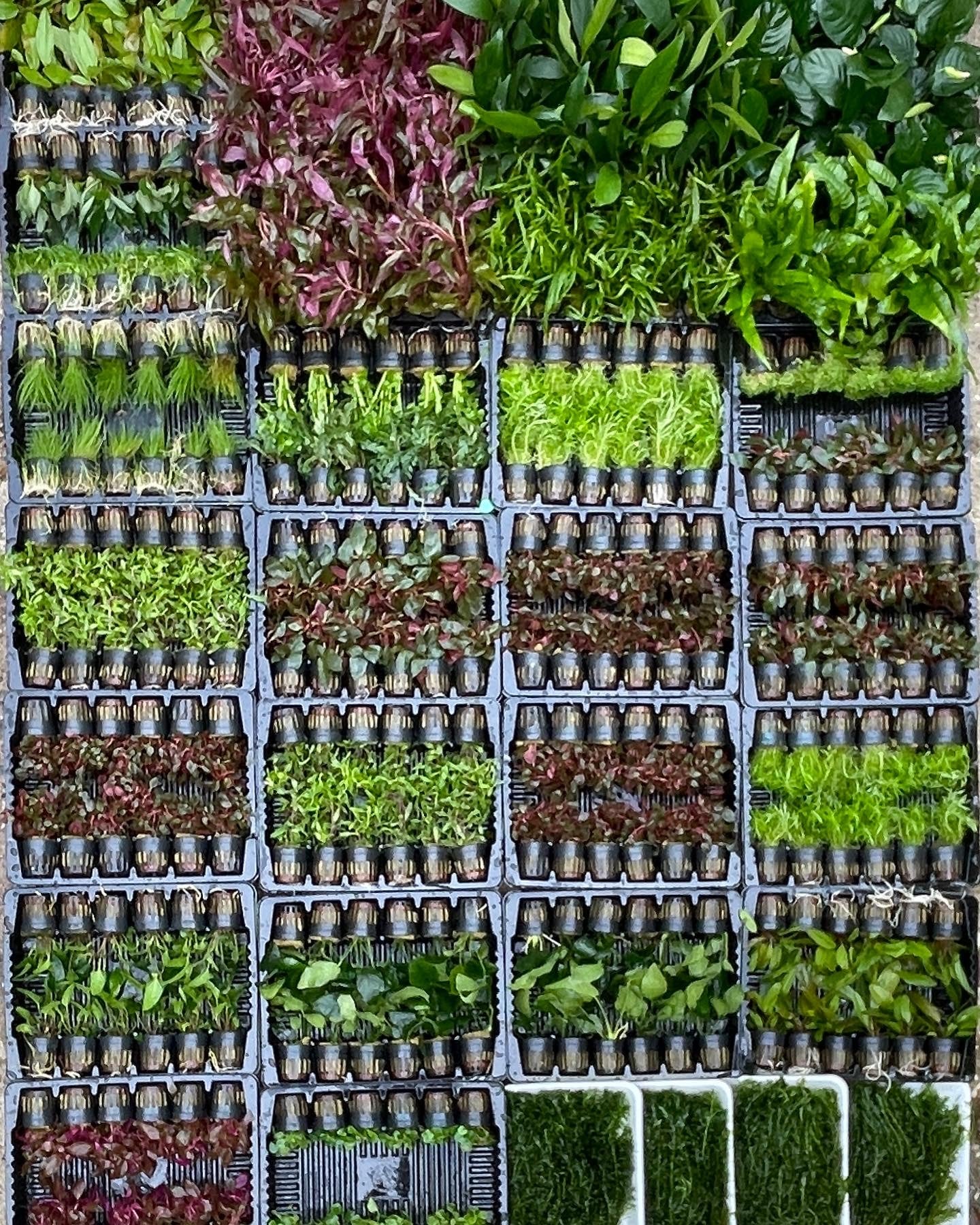 5er Topf Wasserpflanzen , Aquarium Pflanzen Set - Water - Plants