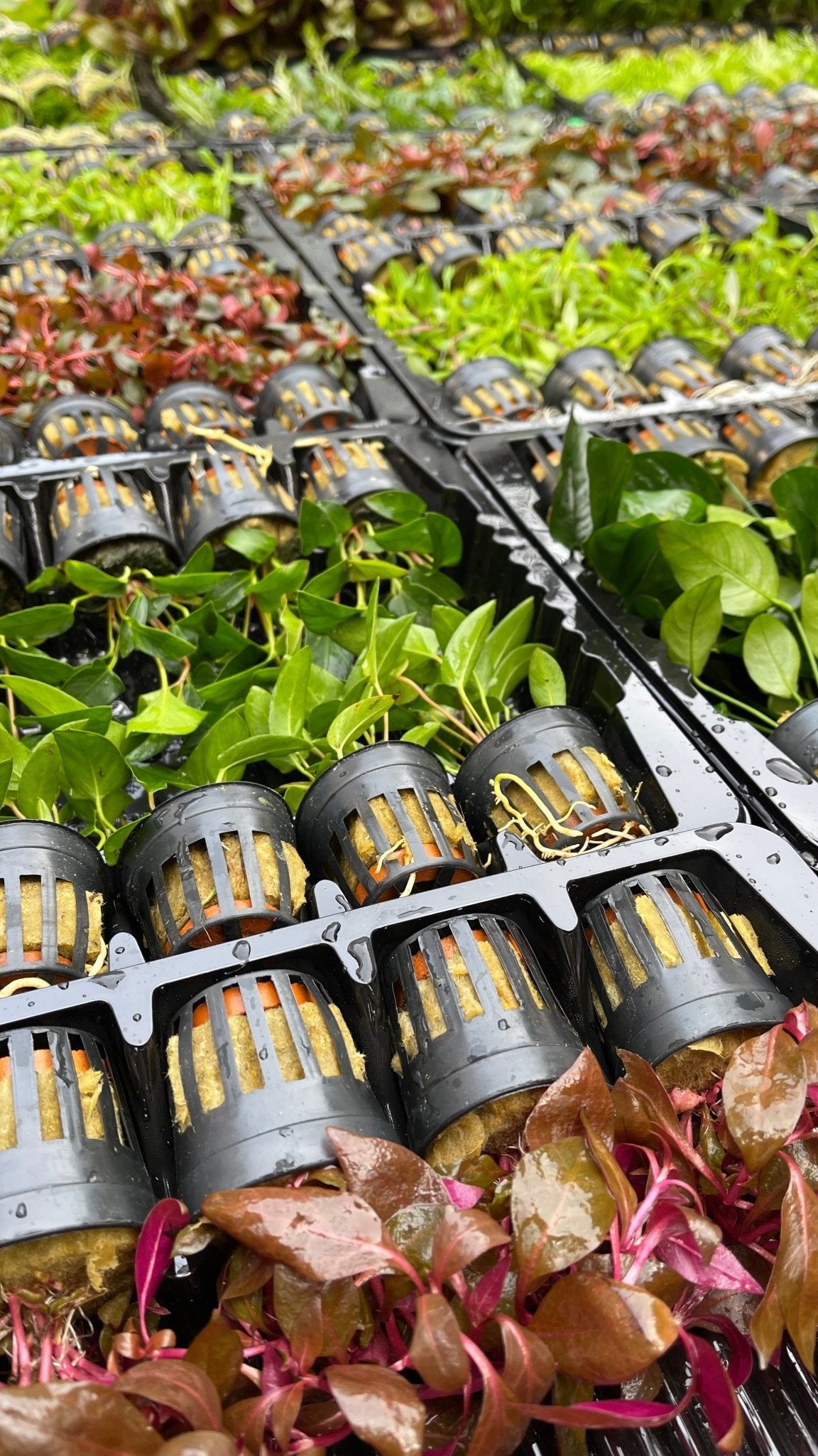 5er Topf Wasserpflanzen , Aquarium Pflanzen Set - Water - Plants