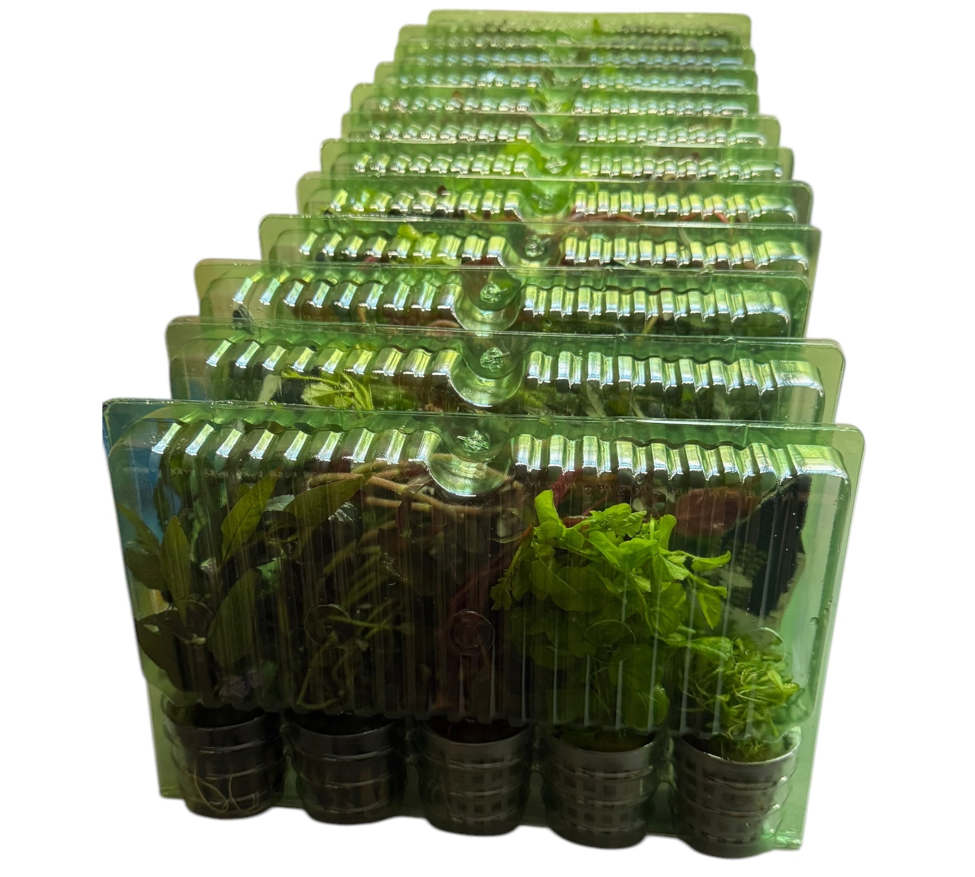 5er Topf Wasserpflanzen , Aquarium Pflanzen Set - Water - Plants