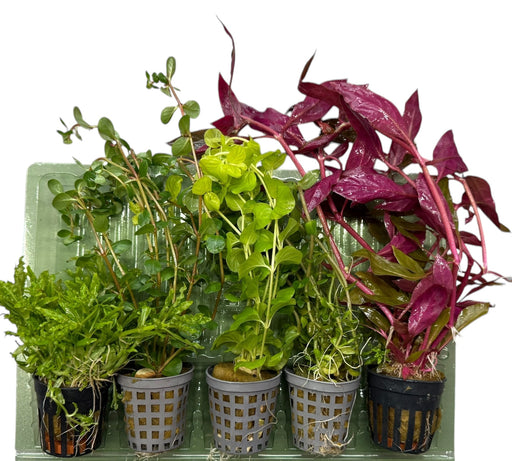 5er Topf Wasserpflanzen , Aquarium Pflanzen Set - Water - Plants