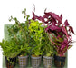 5er Topf Wasserpflanzen , Aquarium Pflanzen Set - Water - Plants
