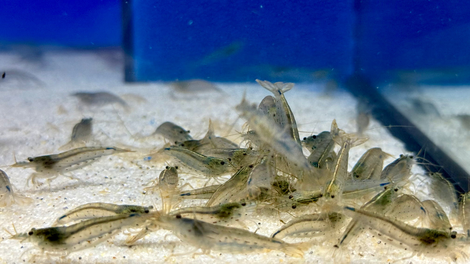 Amano Garnelen XL ca. 3,5-4,5 cm