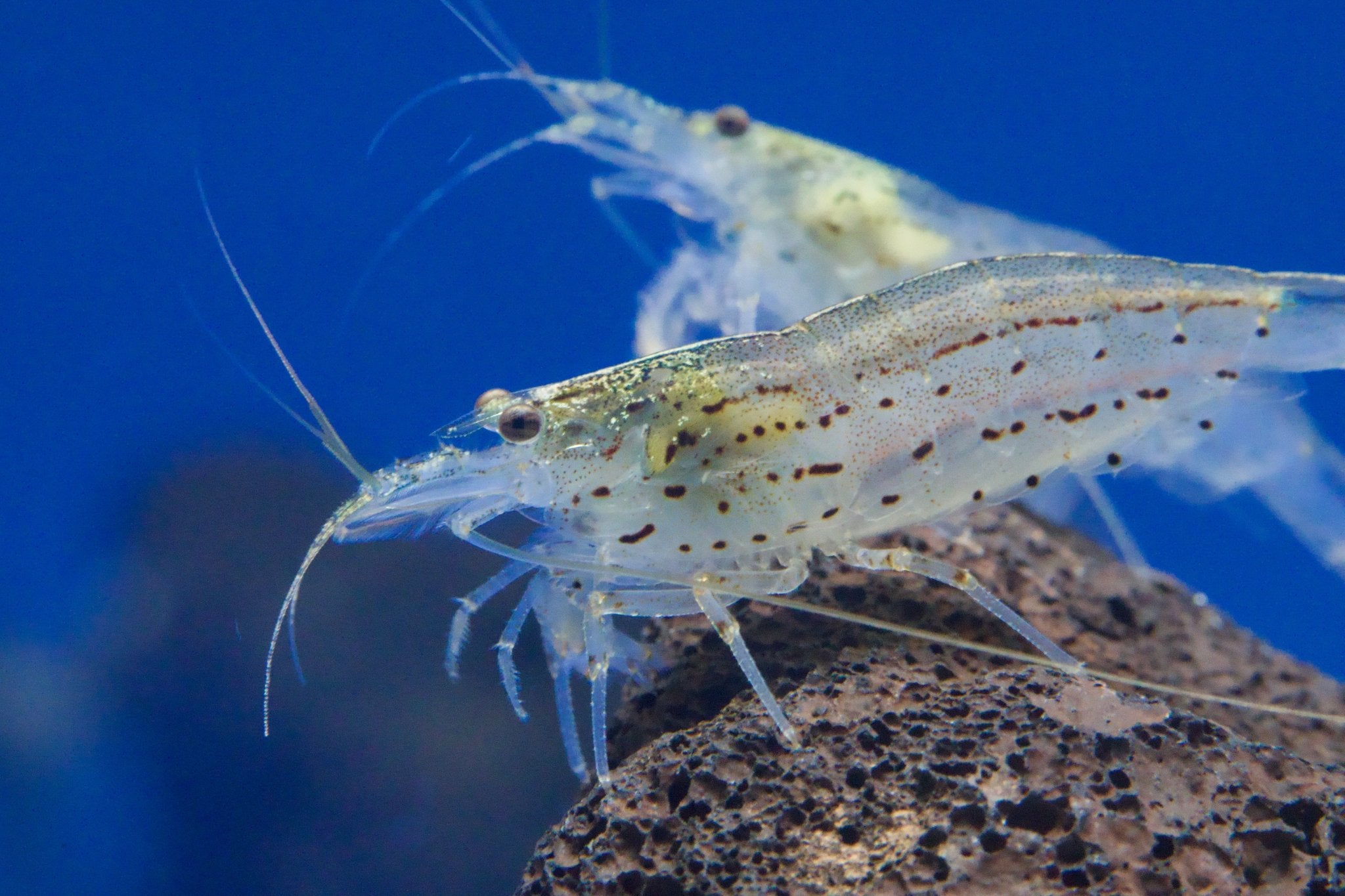 Amano Garnelen L 2 - 3,5cm - Water - Plants
