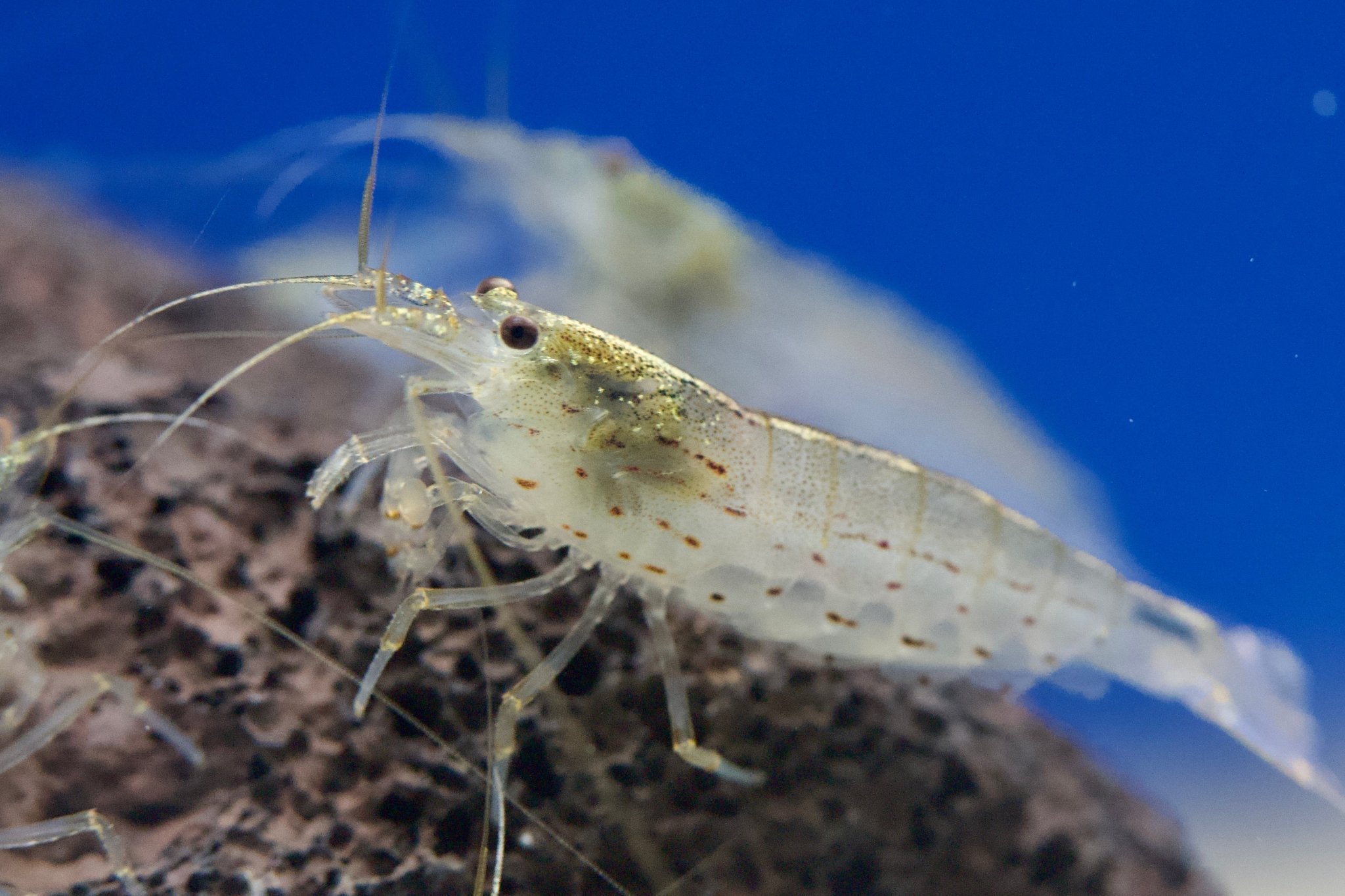Amano Garnelen L 2 - 3,5cm - Water - Plants