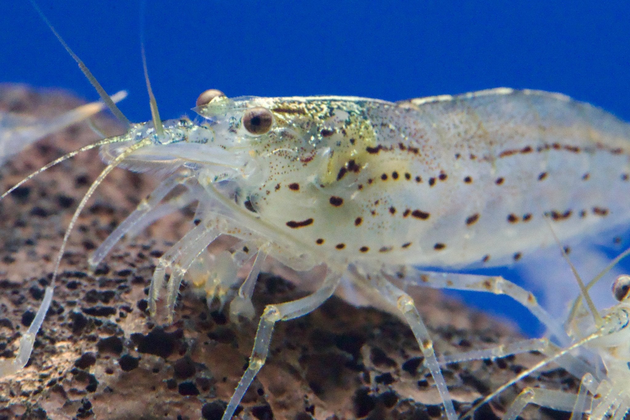 Amano Garnelen L 2 - 3,5cm - Water - Plants