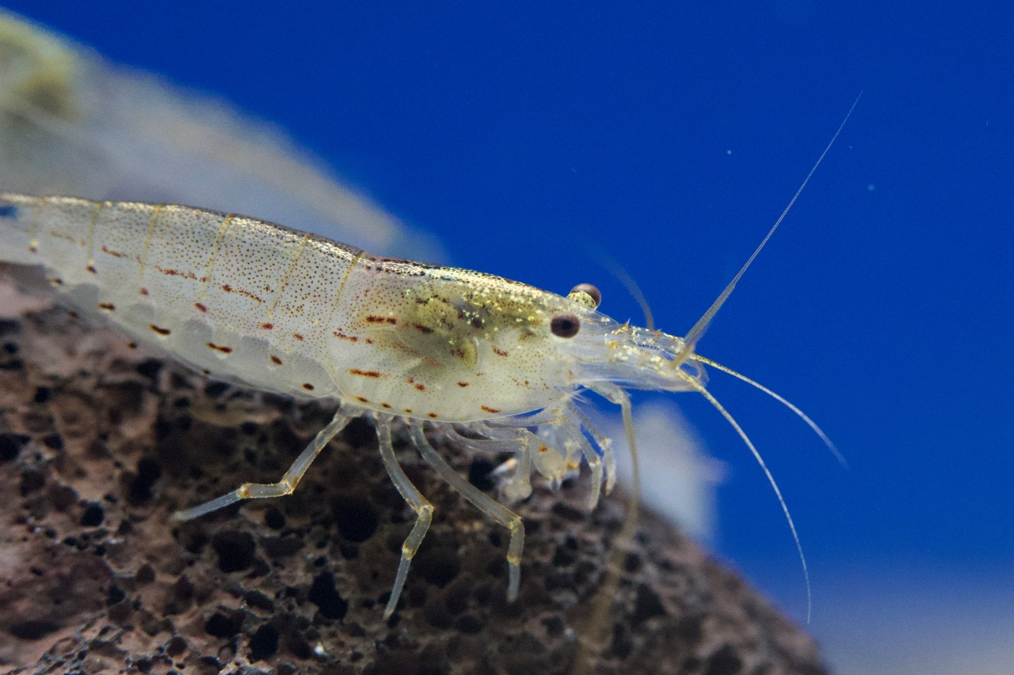 Amano Garnelen M 1,5 - 2cm - Water - Plants