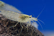 Amano Garnelen M 1,5 - 2cm - Water - Plants