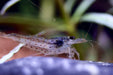 Amano Garnelen M 1,5 - 2cm - Water - Plants