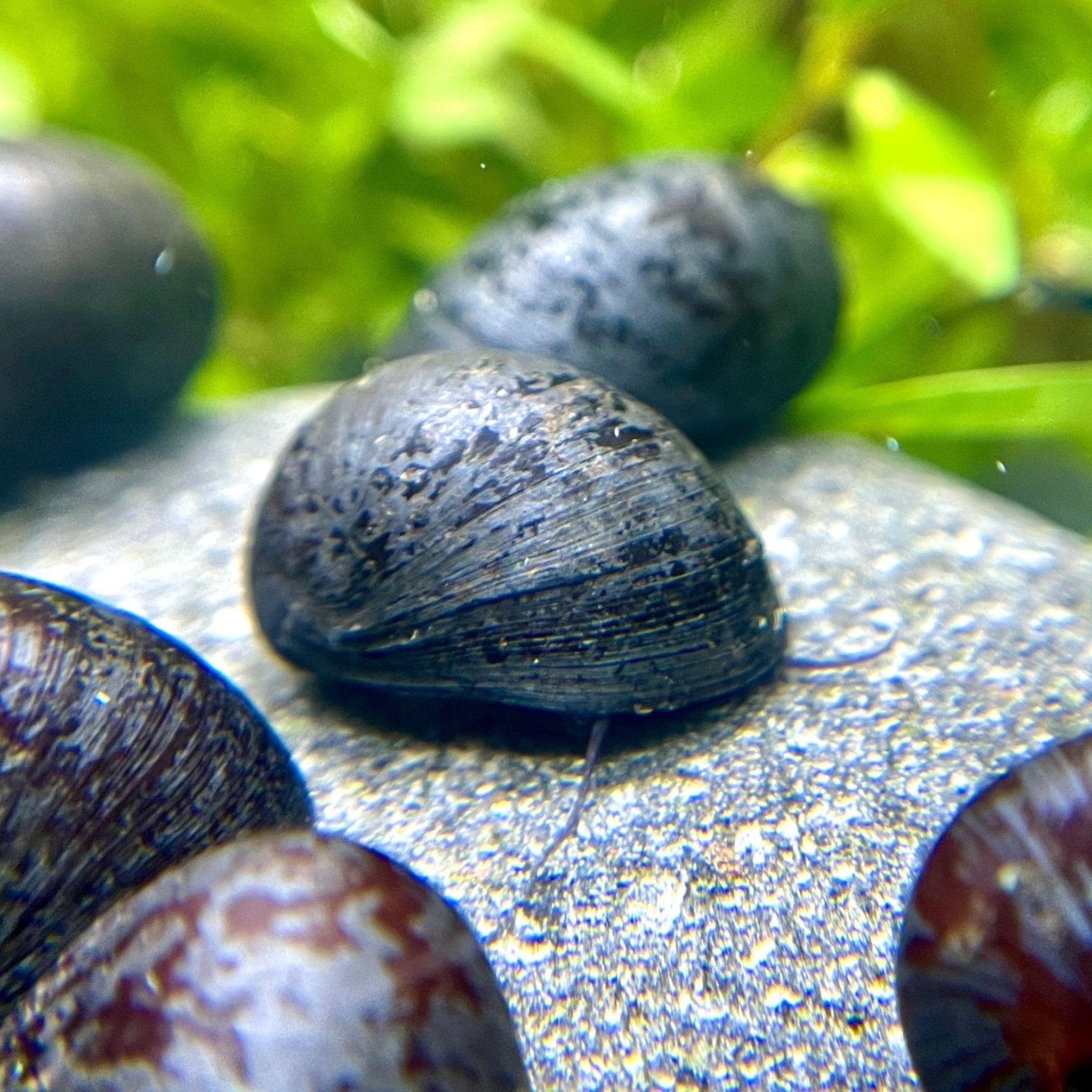 Antrazit Napfschnecke - Water - Plants