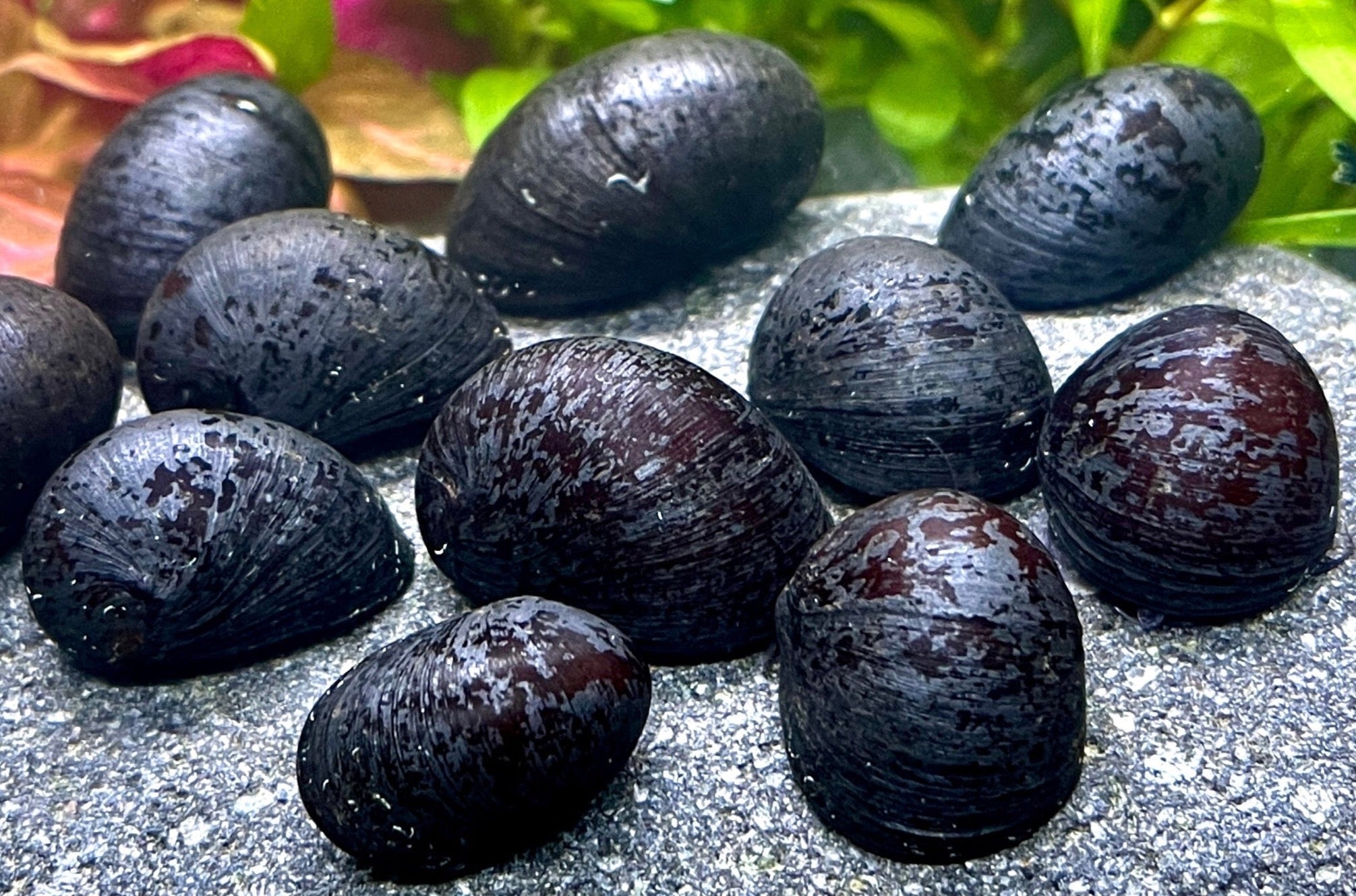 Antrazit Napfschnecke - Water - Plants