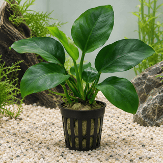 Anubias barteri im Topf – Anubias barteri