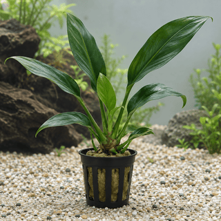 Anubias „Congensis“ im Topf – Anubias sp. „Congensis“