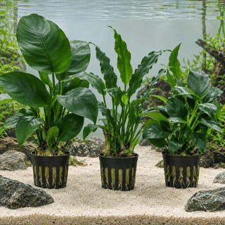 Anubias-Mutterpflanzen-Mix – Anubias spp.
