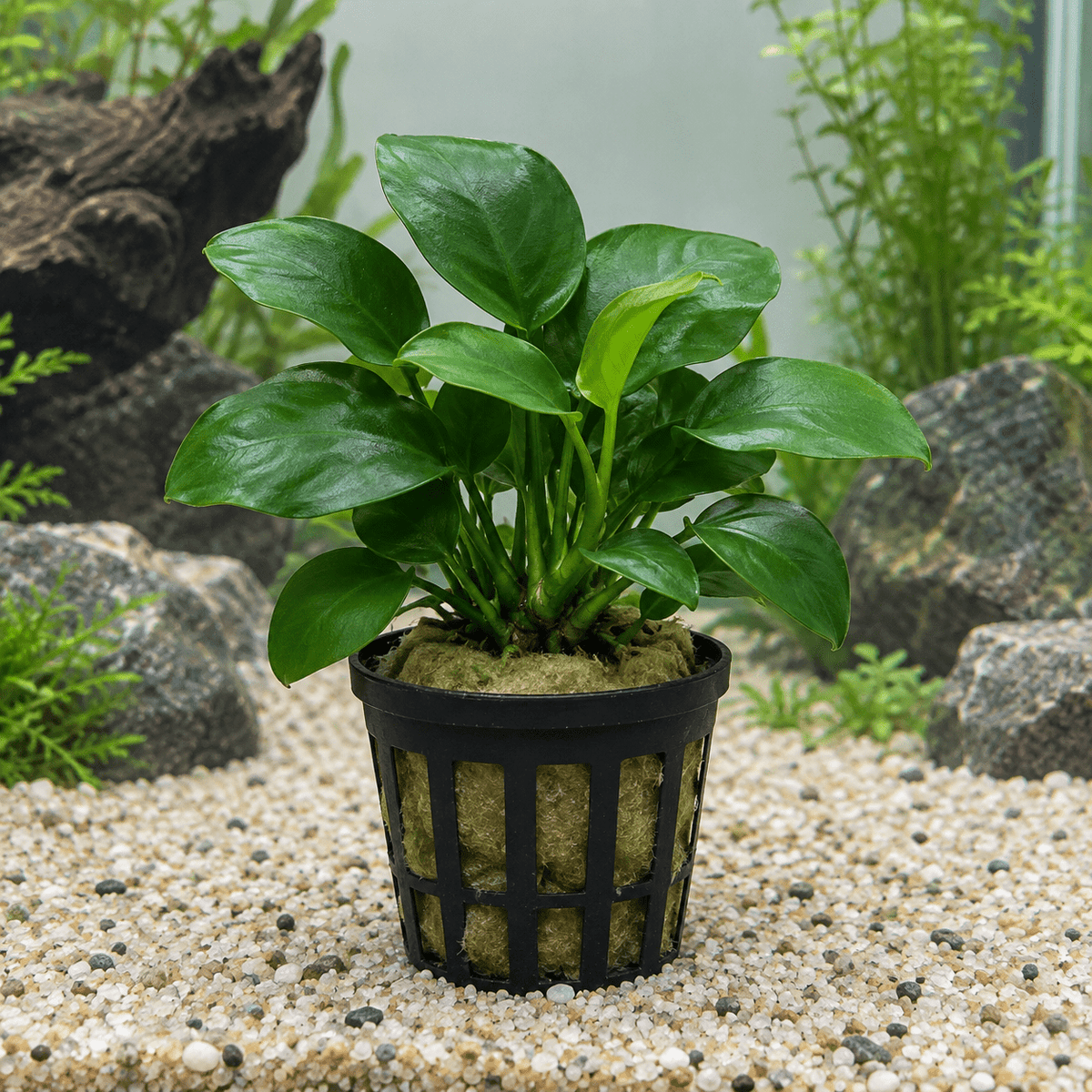 Anubias nana im Topf – Anubias barteri var. nana - Water - Plants