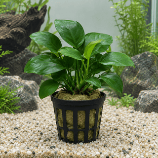 Anubias nana im Topf – Anubias barteri var. nana