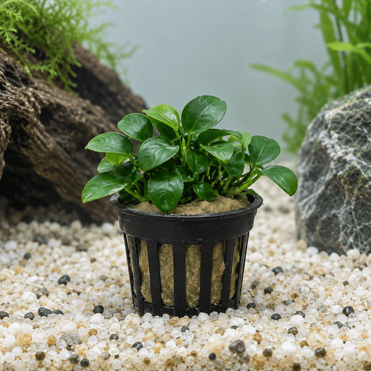 Anubias nana „Petite“ im Topf – Anubias barteri var. nana „Petite“ - Water - Plants