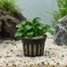 Anubias nana „Petite“ im Topf – Anubias barteri var. nana „Petite“ - Water - Plants