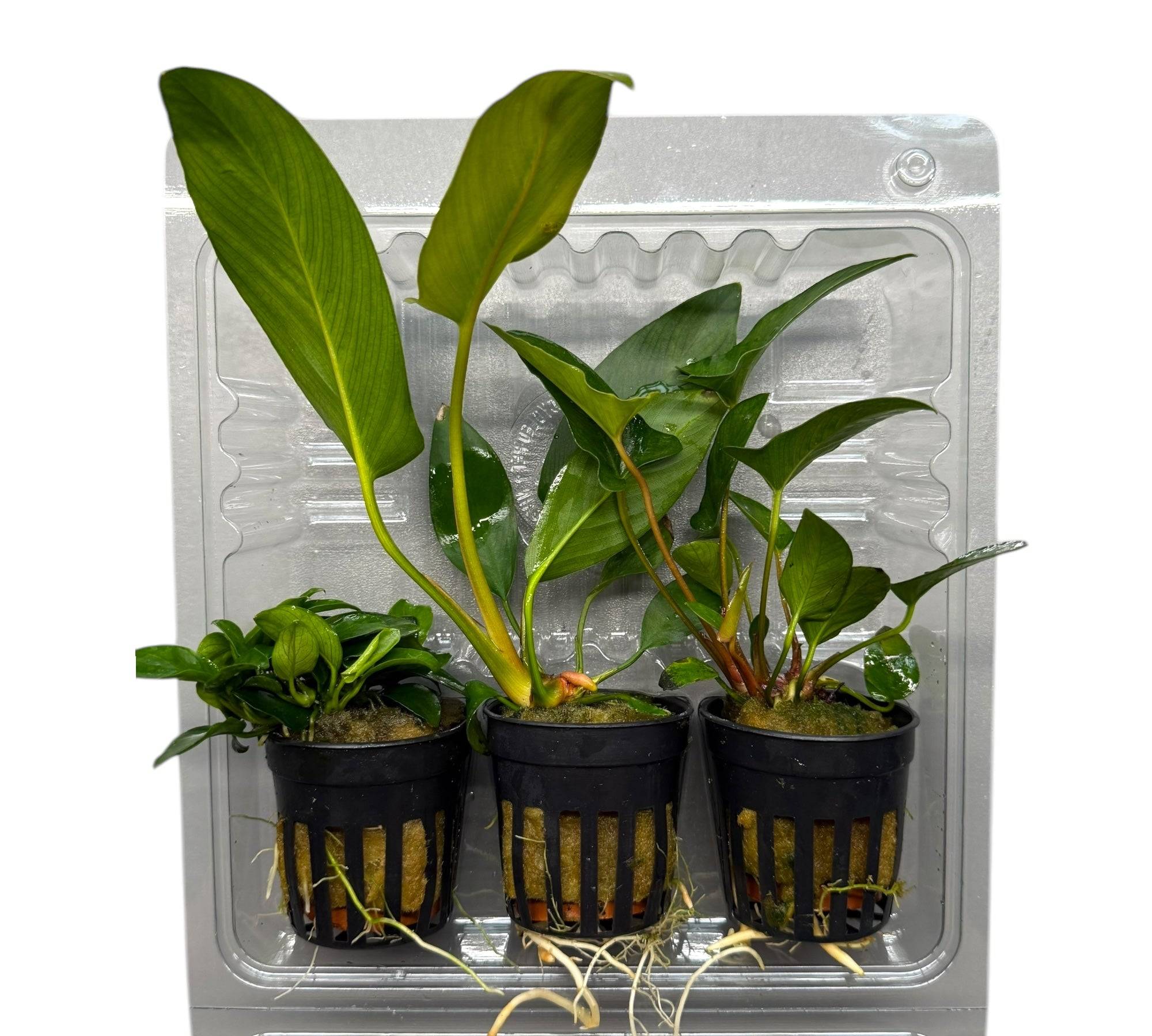 Anubias Topfpflanzen - Set – Bonsai, Hastifolia und Gracilis - Water - Plants