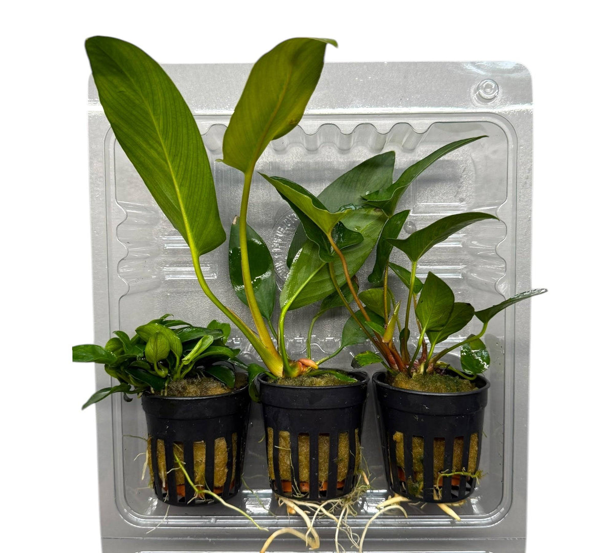 Anubias Topfpflanzen - Set – Bonsai, Hastifolia und Gracilis - Water - Plants