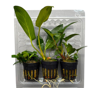 Anubias Topfpflanzen-Set – Bonsai, Hastifolia und Gracilis