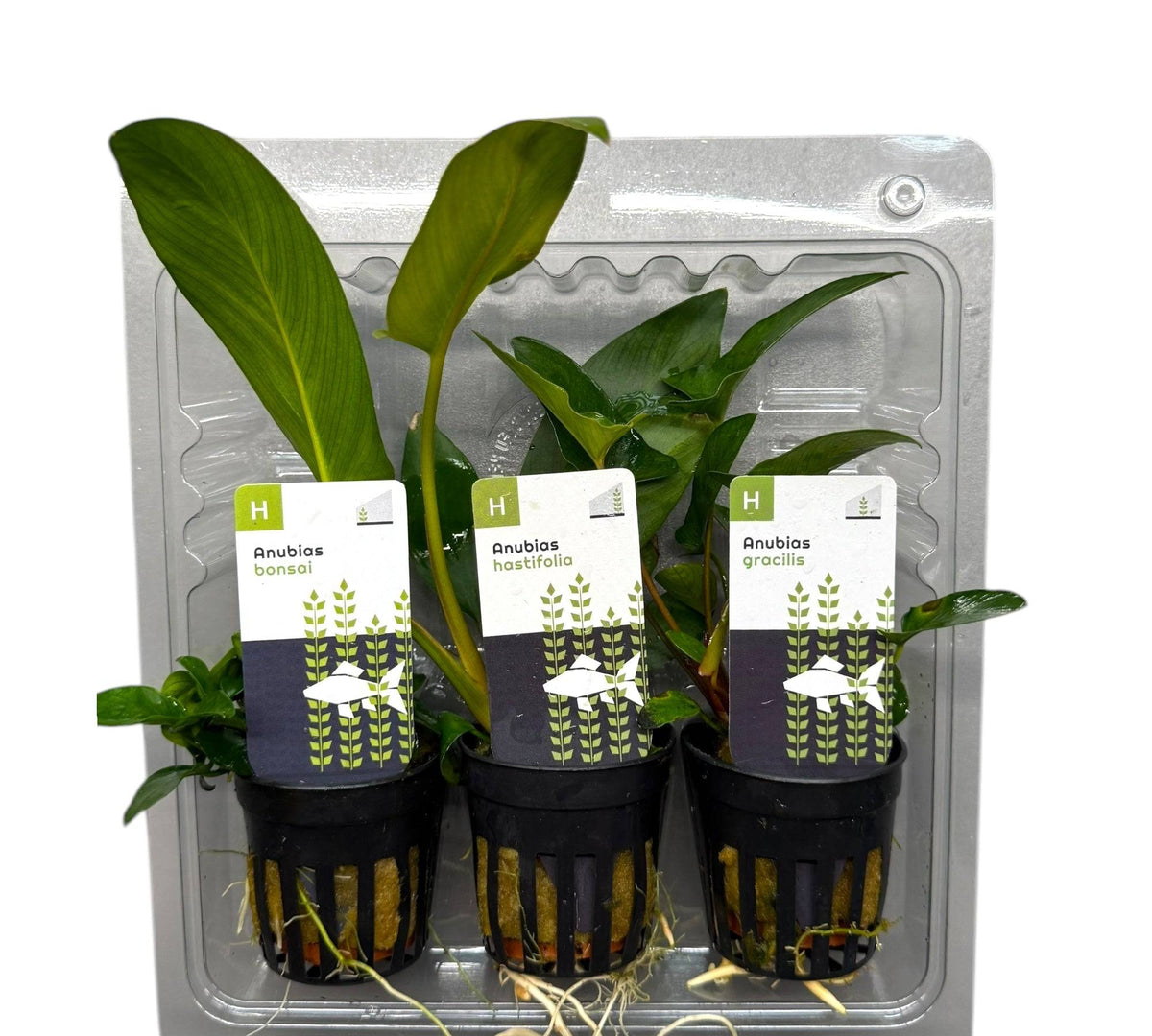 Anubias Topfpflanzen - Set – Bonsai, Hastifolia und Gracilis - Water - Plants