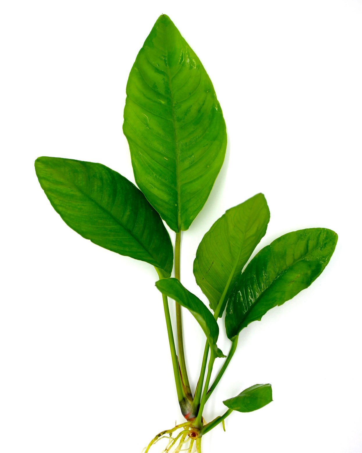 Anubias Topfpflanzen - Set – Bonsai, Hastifolia und Gracilis - Water - Plants