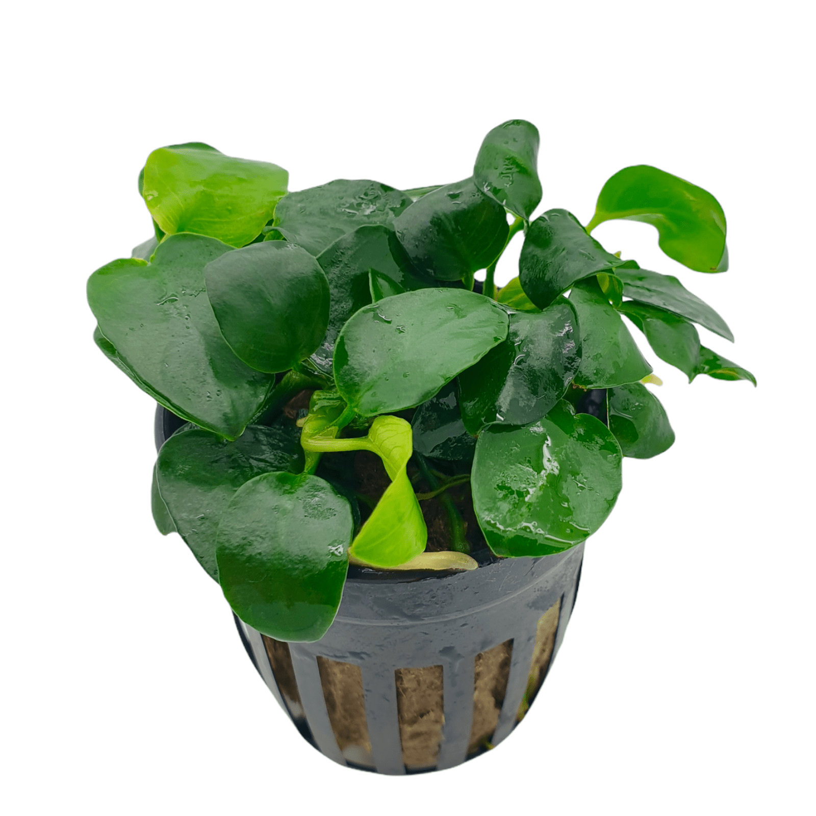 Anubias Topfpflanzen - Set – Bonsai, Hastifolia und Gracilis - Water - Plants