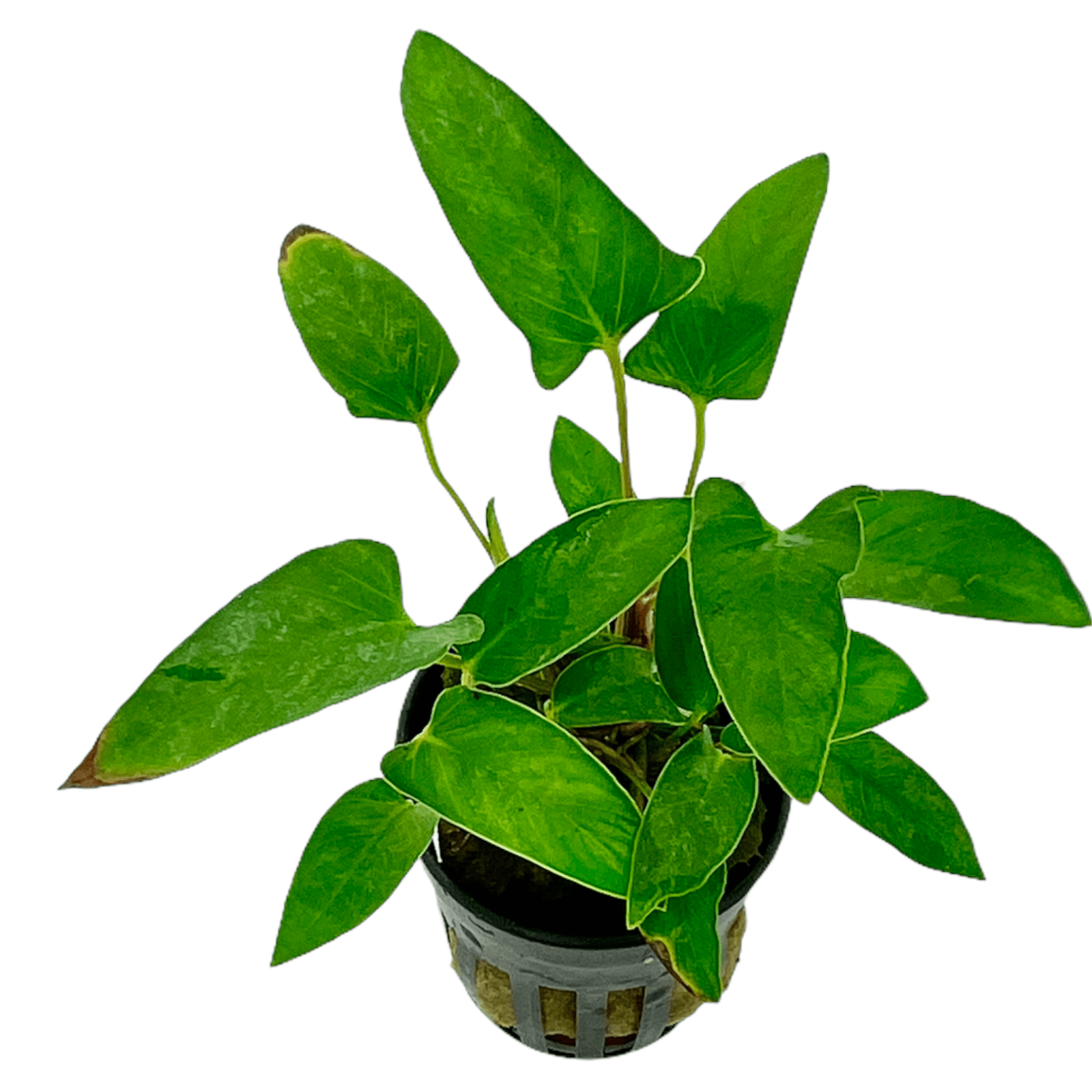 Anubias Topfpflanzen - Set – Bonsai, Hastifolia und Gracilis - Water - Plants