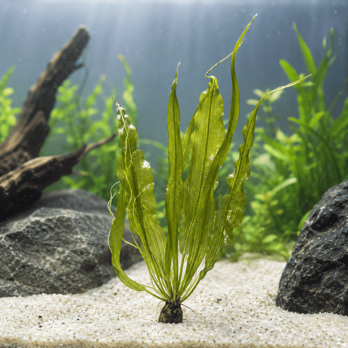Aponogeton henkelianus - Water - Plants