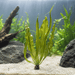 Aponogeton henkelianus - Water - Plants