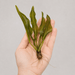 Aponogeton henkelianus - Water - Plants