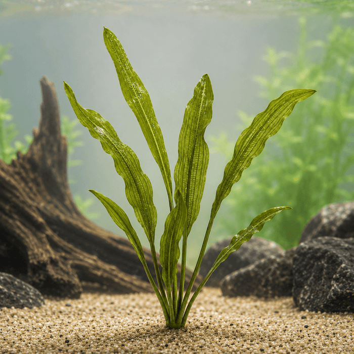 Aponogeton henkelianus - Water - Plants