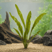 Aponogeton henkelianus - Water - Plants