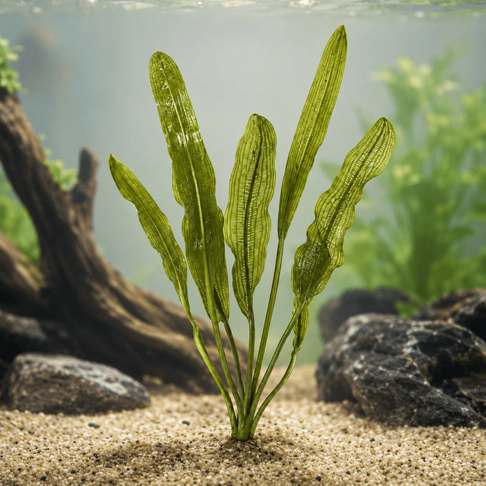 Aponogeton henkelianus - Water - Plants