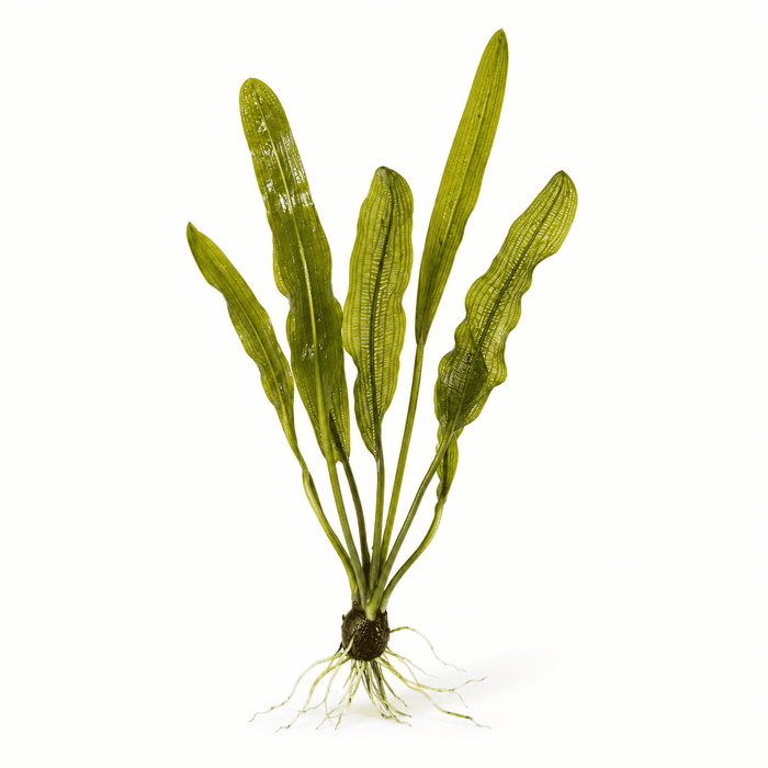 Aponogeton henkelianus - Water - Plants