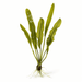 Aponogeton henkelianus - Water - Plants