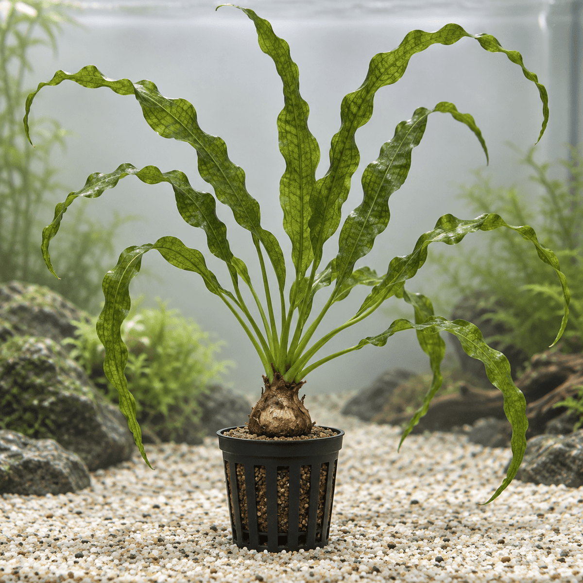 Aponogeton longiplumulosus – Aponogeton longiplumulosus - Water - Plants