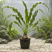 Aponogeton longiplumulosus – Aponogeton longiplumulosus - Water - Plants