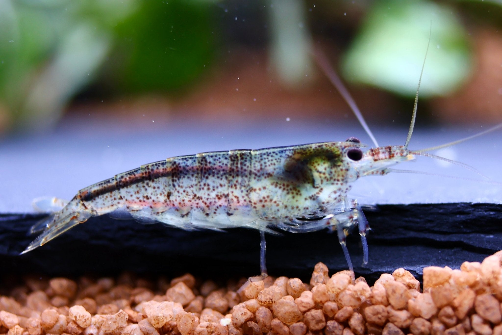 Australische Amano Garnele - Caridina typus - Water - Plants
