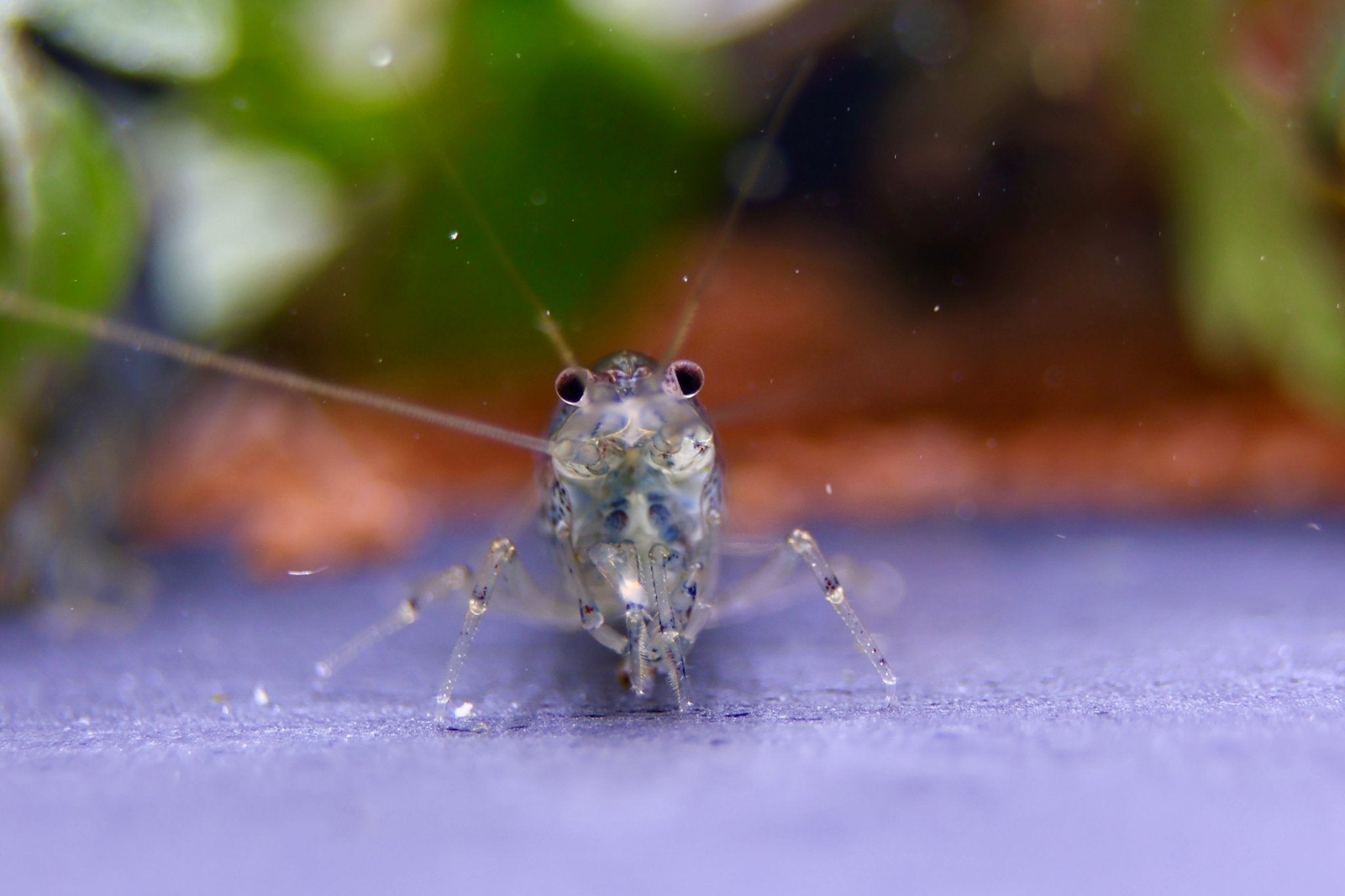 Australische Amano Garnele - Caridina typus - Water - Plants