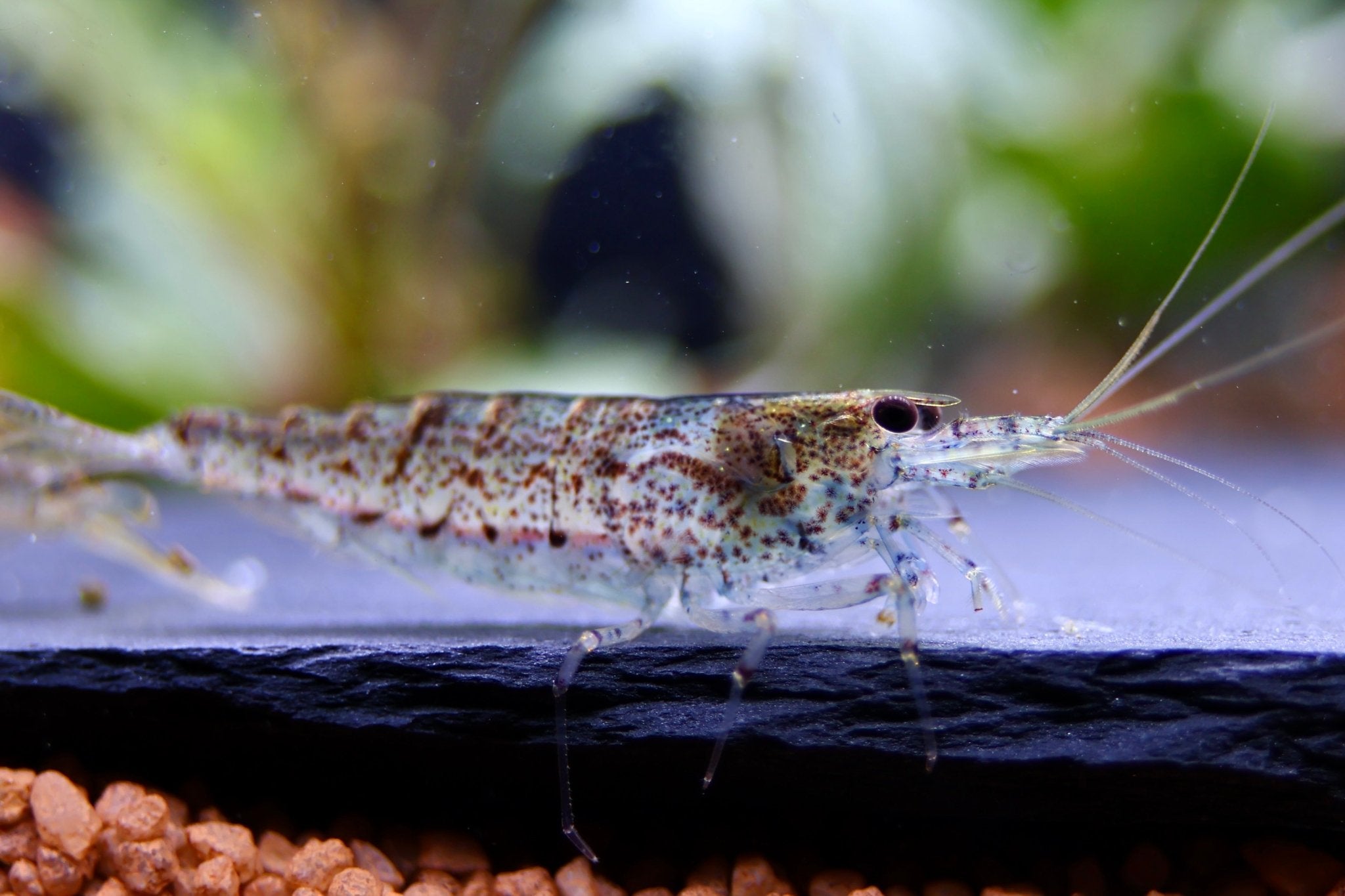Australische Amano Garnele - Caridina typus - Water - Plants