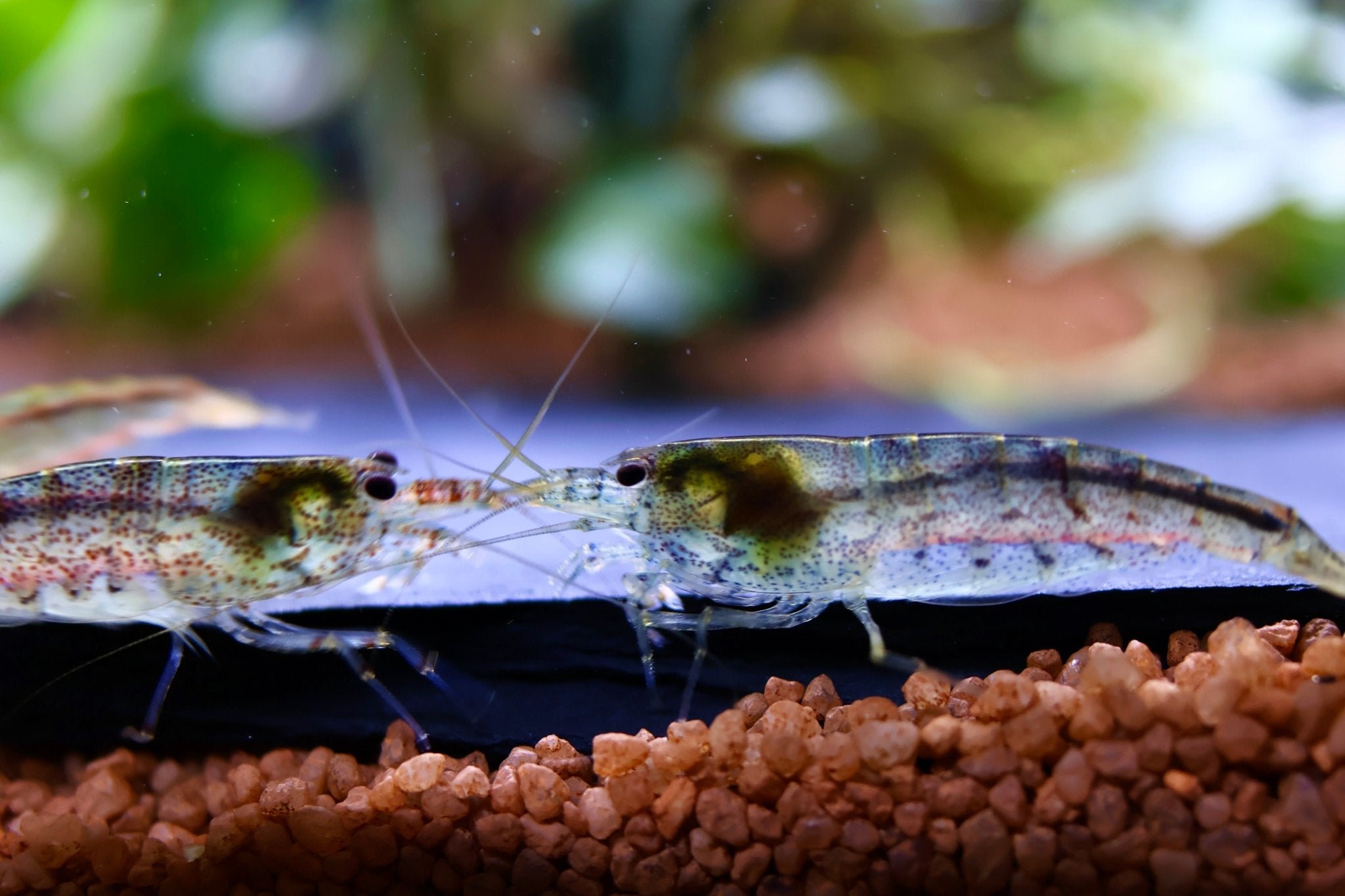 Australische Amano Garnele - Caridina typus - Water - Plants