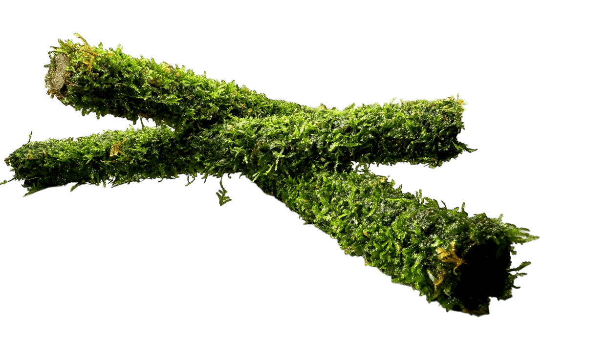 Bambusstab mit Javamoos 20 cm - Water - Plants