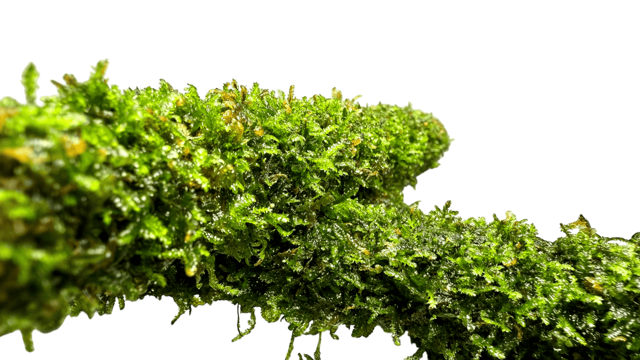 Bambusstab mit Javamoos 20 cm - Water - Plants
