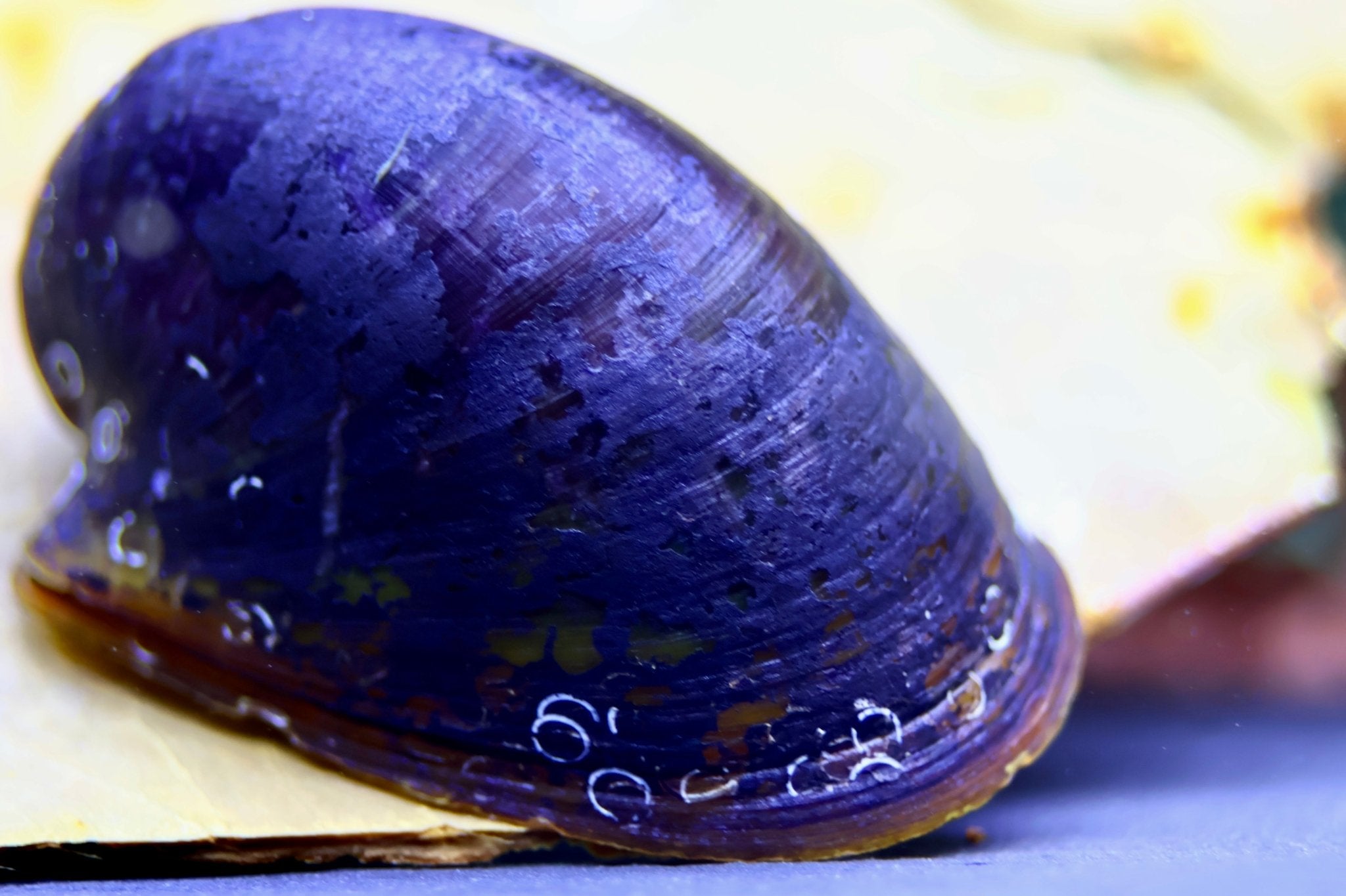 Batmanschnecke / Fledermausschnecke - Neritina auriculata - Water - Plants