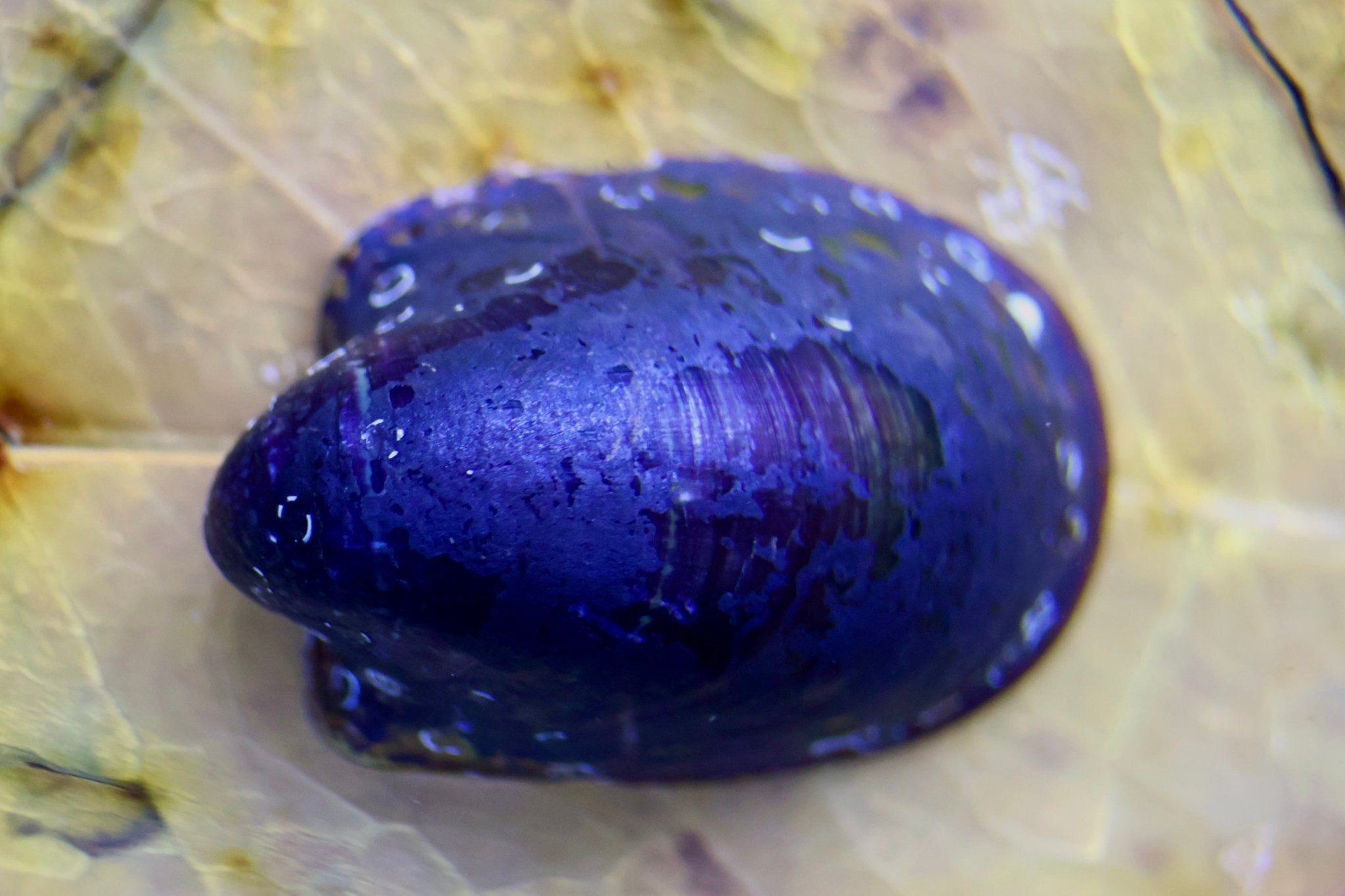 Batmanschnecke / Fledermausschnecke - Neritina auriculata - Water - Plants