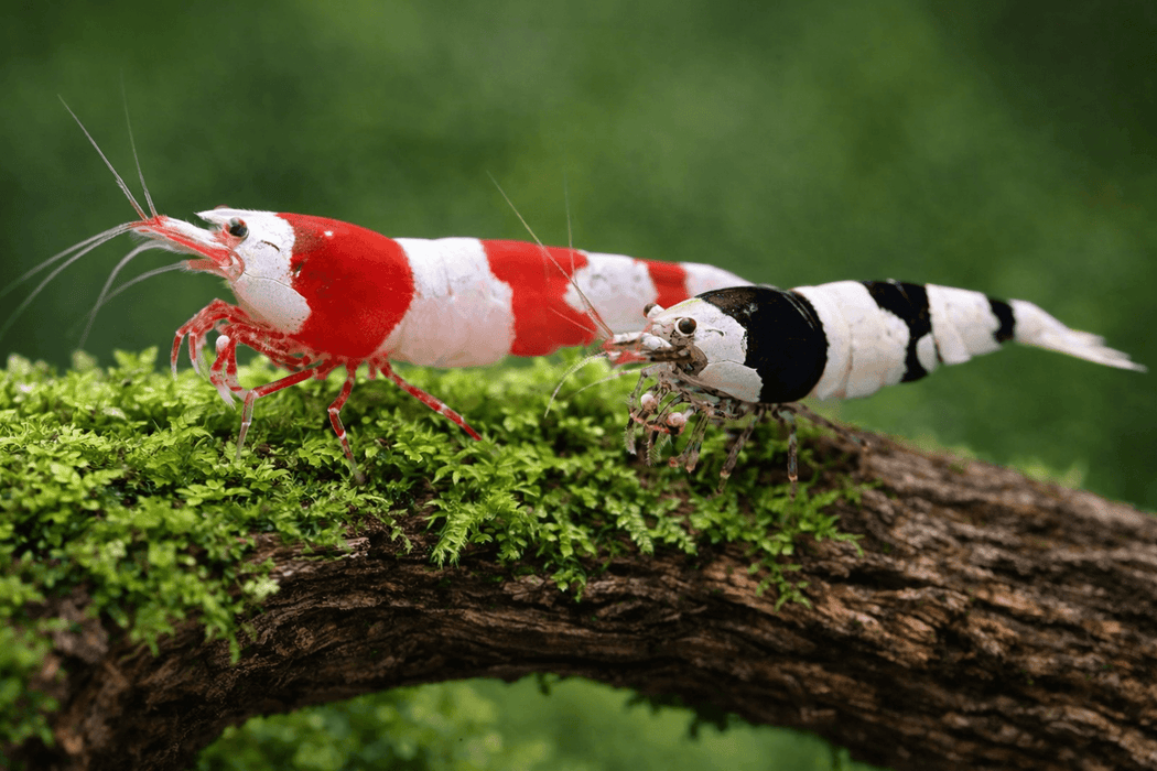 Black Bee Zwerggarnele - Water - Plants